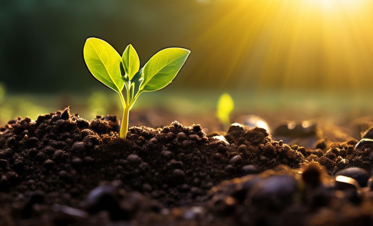 A parábola do grão de mostarda