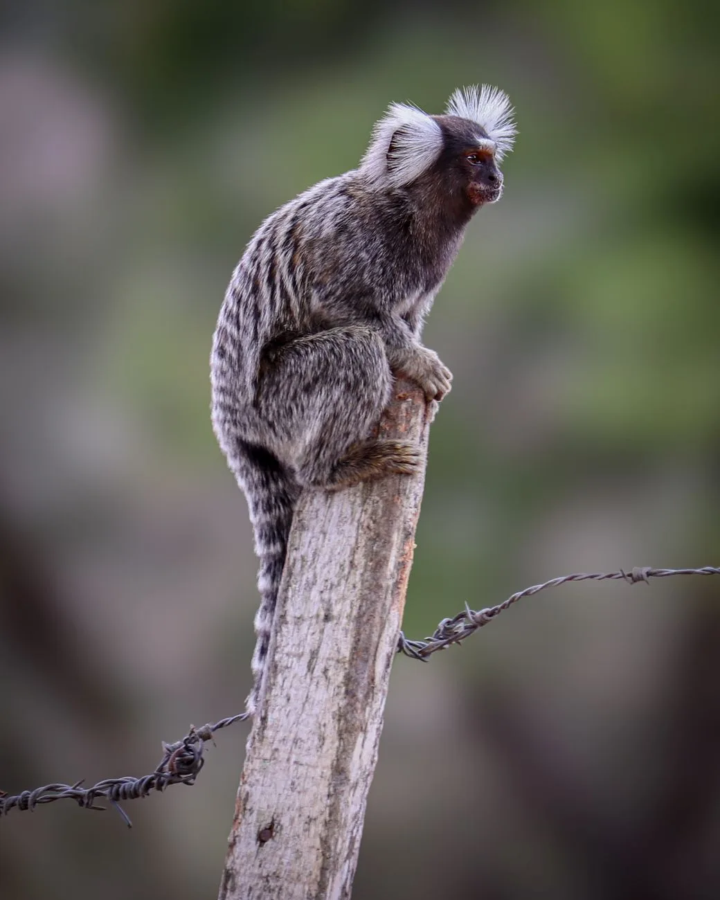Quiz Relâmpago: Animais da Bíblia em Destaque